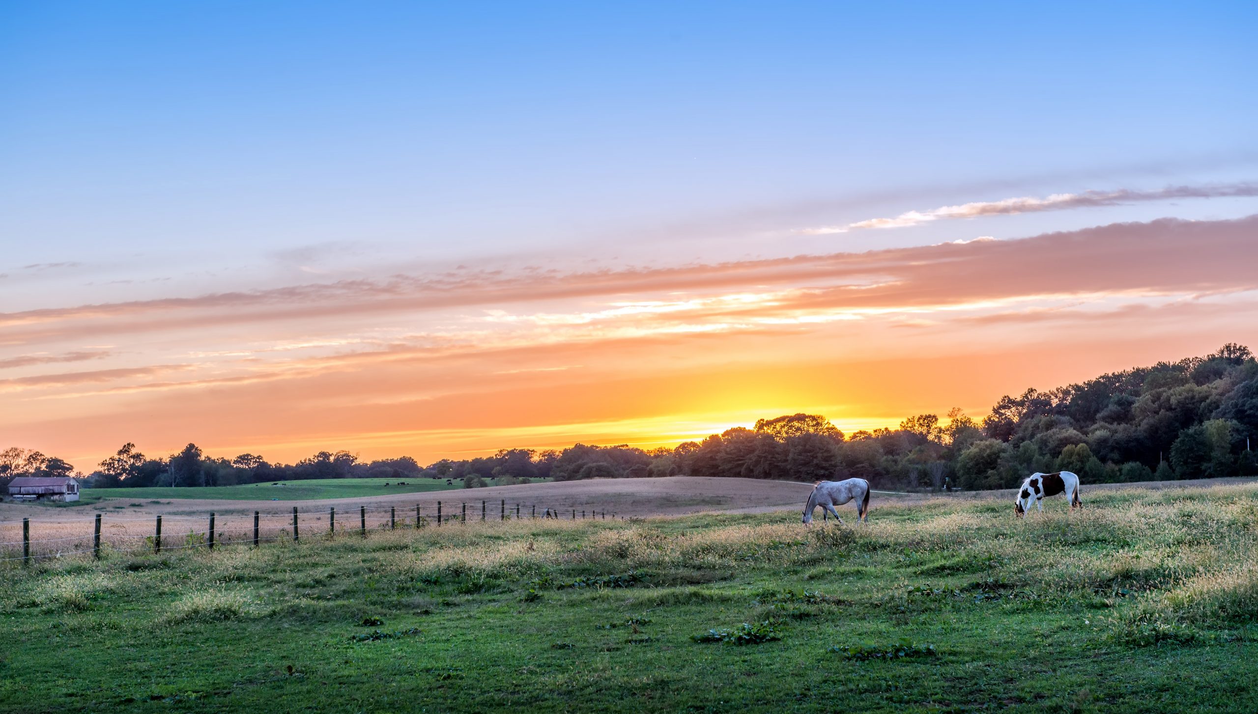 Sunset with horses in background
